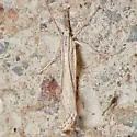 Agriphila attenuatus - Hodges#5404