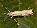 Agriphila attenuatus - Hodges#5404 - photo 2