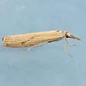 Agriphila attenuatus - Hodges#5404 - photo 3