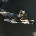 Agriphila attenuatus - Hodges#5404 - photo 4