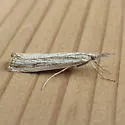 Agriphila attenuatus - Hodges#5404 - photo 5