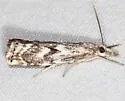 Agriphila biarmicus - Hodges#5395