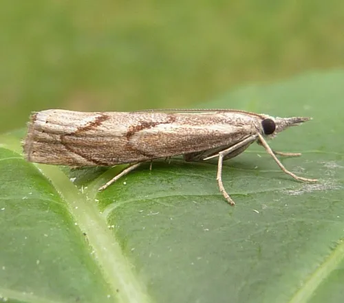 Agriphila geniculea