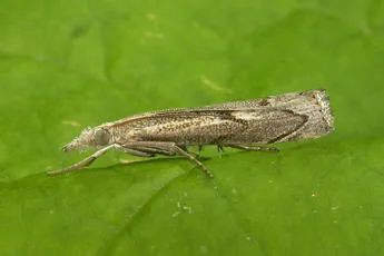 Agriphila geniculea - photo 2