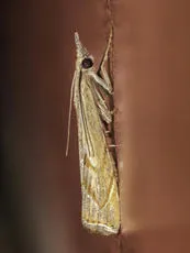 Agriphila geniculea - photo 3