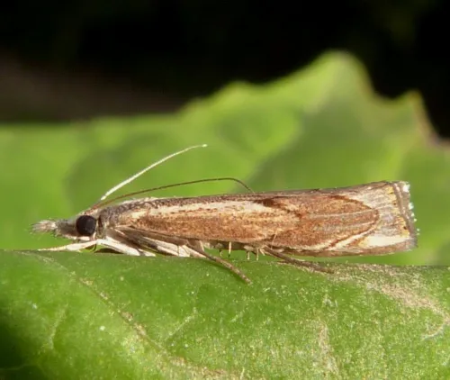 Agriphila geniculea - photo 4