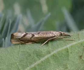 Agriphila geniculea - photo 5