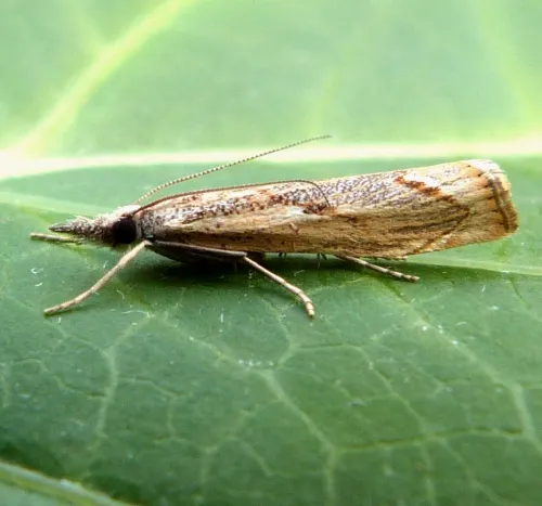 Agriphila geniculea - photo 6