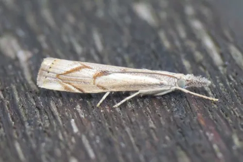 Agriphila geniculea - photo 7