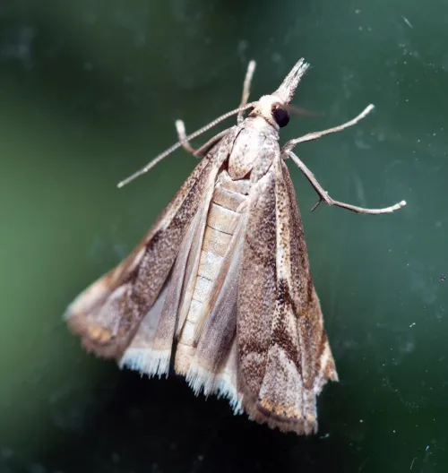 Agriphila geniculea - photo 8