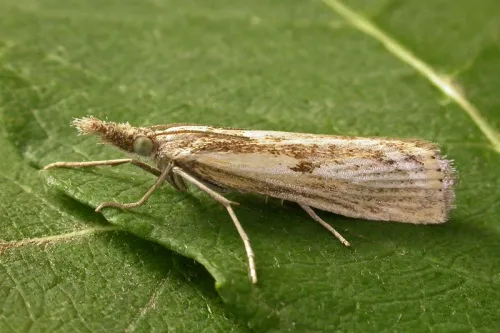 Agriphila inquinatella