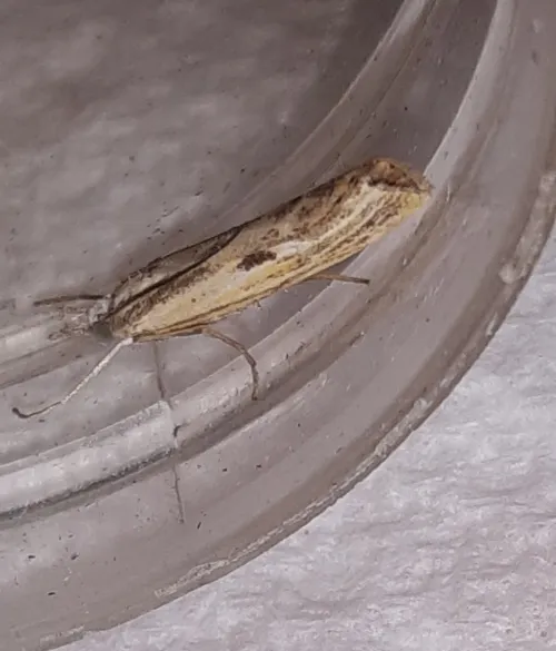Agriphila inquinatella - photo 2