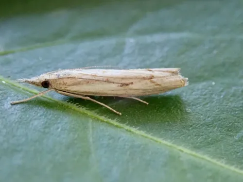 Agriphila inquinatella - photo 3