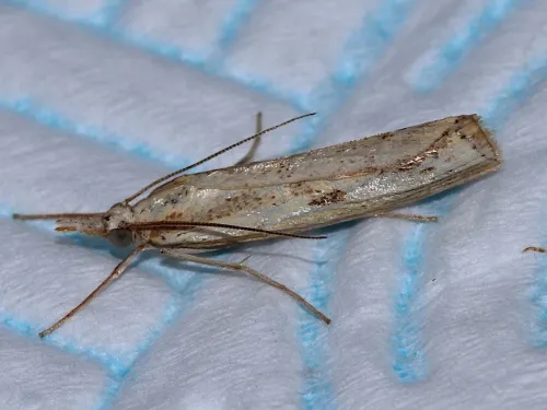 Agriphila inquinatella - photo 4