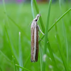 Agriphila latistria