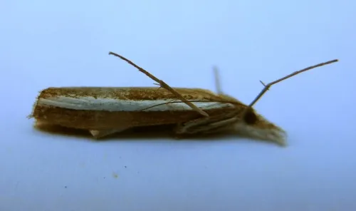 Agriphila latistria - photo 2