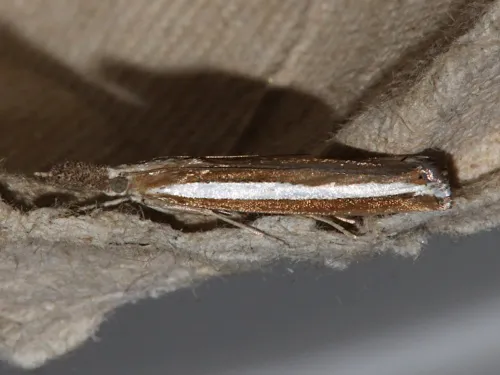 Agriphila latistria - photo 3