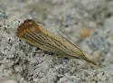Agriphila plumbifimbriellus - Hodges#5397