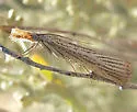 Agriphila plumbifimbriellus - Hodges#5397 - photo 2