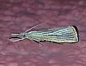 Agriphila plumbifimbriellus - Hodges#5397 - photo 4