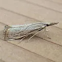 Agriphila plumbifimbriellus - Hodges#5397 - photo 5