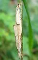 Lesser Vagabond Sod Webworm - Hodges#5399