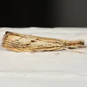 Lesser Vagabond Sod Webworm - Hodges#5399 - photo 2