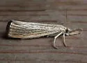 Lesser Vagabond Sod Webworm - Hodges#5399 - photo 3