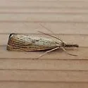 Lesser Vagabond Sod Webworm - Hodges#5399 - photo 4