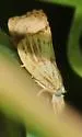 Lesser Vagabond Sod Webworm - Hodges#5399 - photo 5