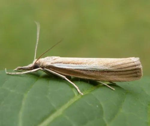 Agriphila selasella