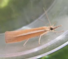 Agriphila selasella - photo 2