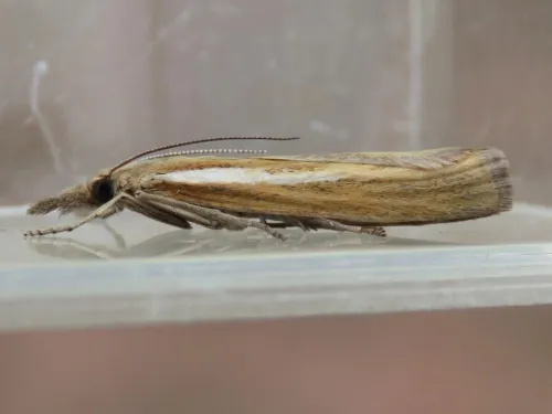 Agriphila selasella - photo 3