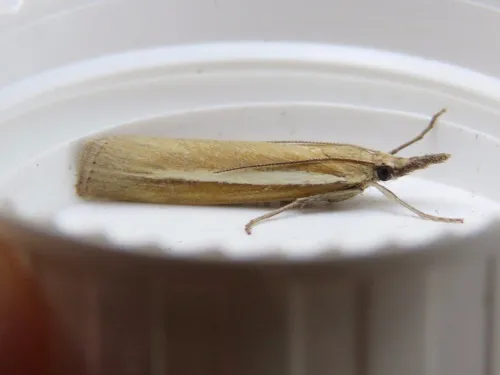Agriphila selasella - photo 4