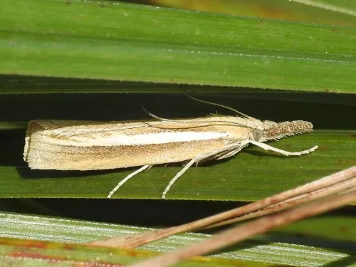 Agriphila selasella - photo 5