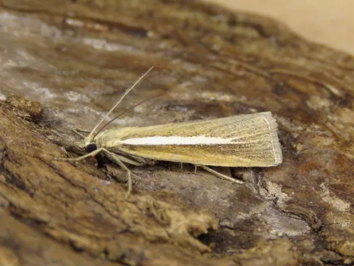 Agriphila selasella - photo 6