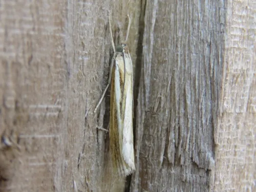 Agriphila selasella - photo 7
