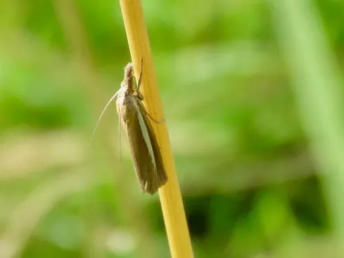 Agriphila selasella - photo 8