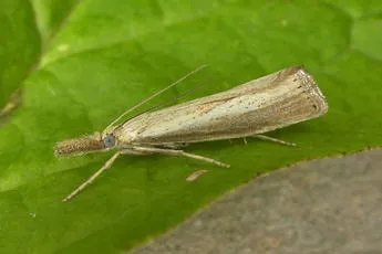 Agriphila straminella