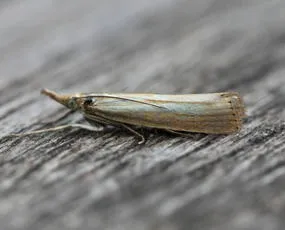 Agriphila straminella - photo 2