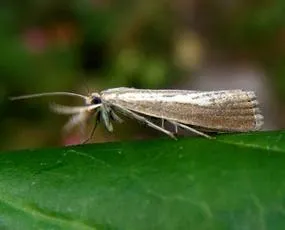 Agriphila straminella - photo 3