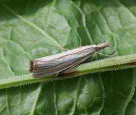 Agriphila straminella - photo 4