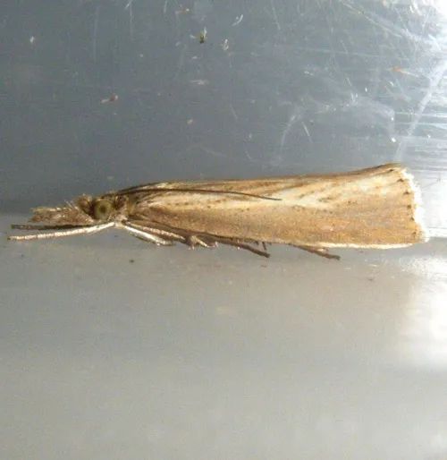 Agriphila straminella - photo 5