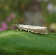 Agriphila straminella - photo 6