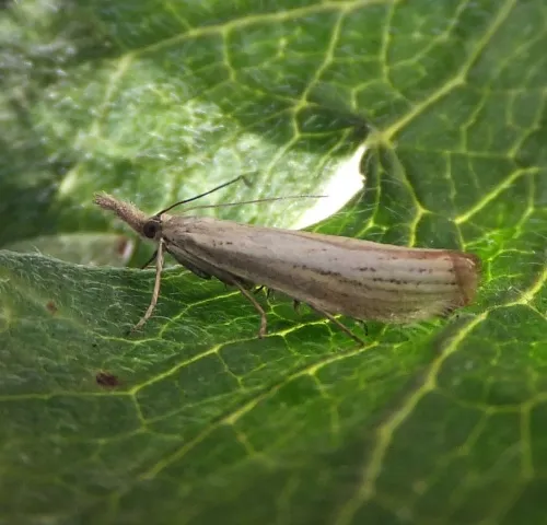 Agriphila straminella - photo 7