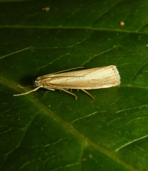 Agriphila straminella - photo 8