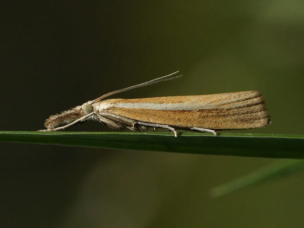 Agriphila tristella - photo 2