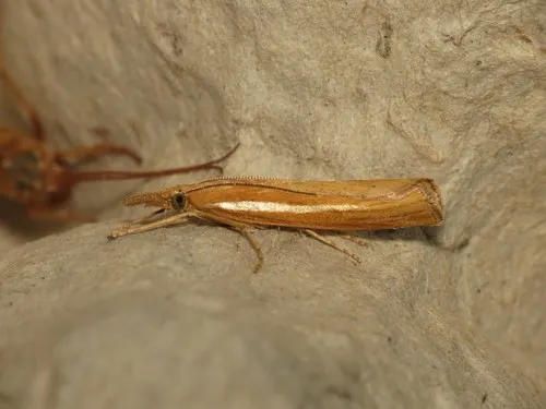 Agriphila tristella - photo 4