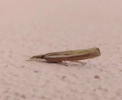 Agriphila tristella - photo 5