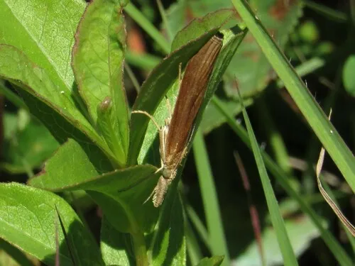 Agriphila tristella - photo 6